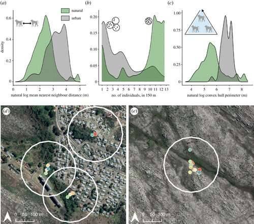 Wissenschaftler verwenden GPS-Halsbänder, um die Bewegung von Pavianen zu verfolgen